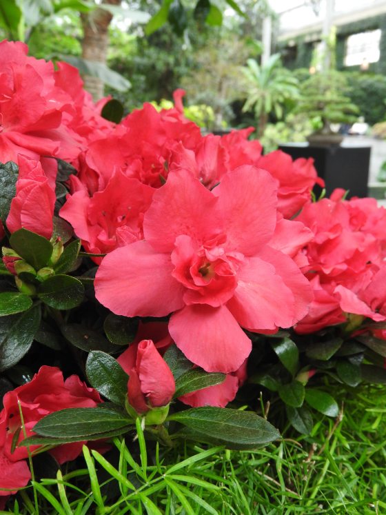 a close up of a rhododendron plant with dark pink flowers
